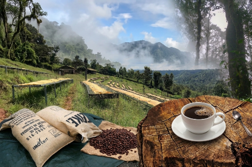 Bio-Kaffee von CottenLandArt vor einer Kaffeeplantage